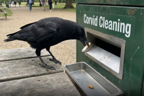 Как в Швеции вороны помогают убирать мусор