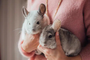 Почему у шиншилл краснеют уши