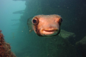 «Что дальше будем делать?» Мастер-класс по «перспективному планированию» от главного экономиста страны