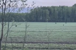 Под Борисовом на поле заметили сразу пять медведей. Беларусы встревожились